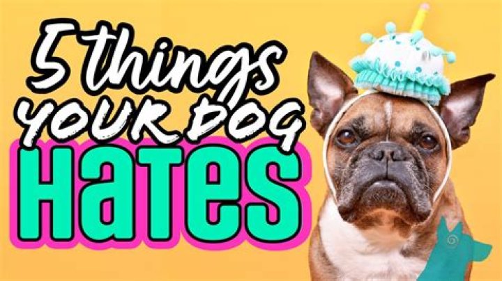 What are some things dogs hate?