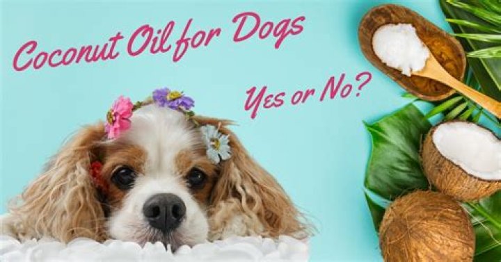 What are the benefits of coconut oil for dogs?