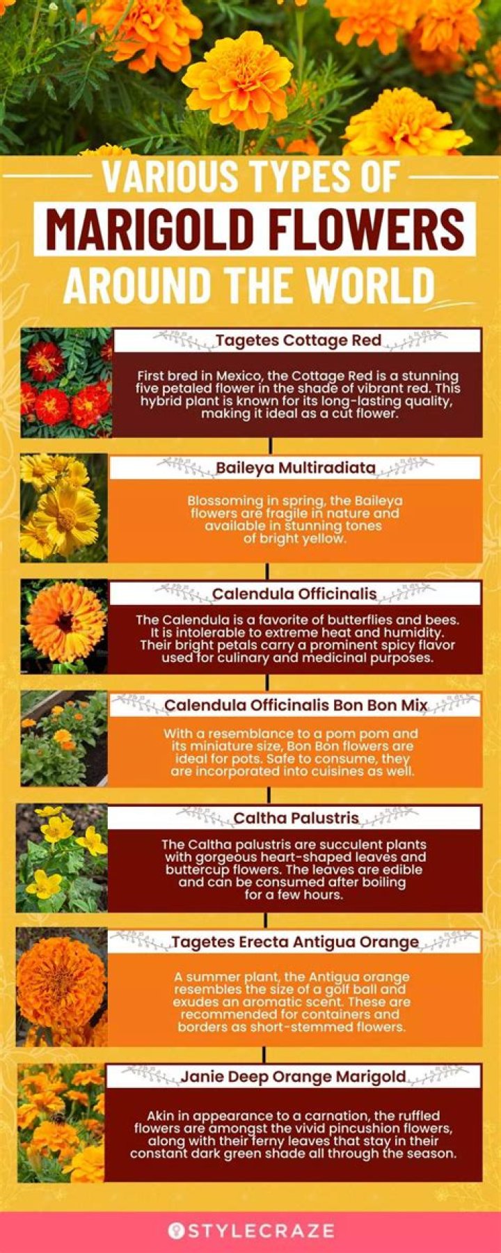 What are the benefits of marigolds in the garden?