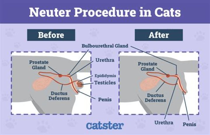 What are the pros and cons of neutering a male cat?