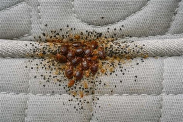 What can bed bugs crawl on?