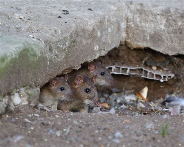 What can I pour down a rat hole?