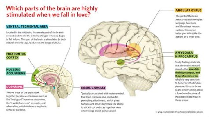 What causes brain attraction?