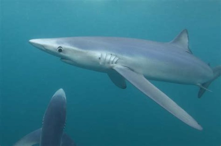 What colors attract sharks the most?