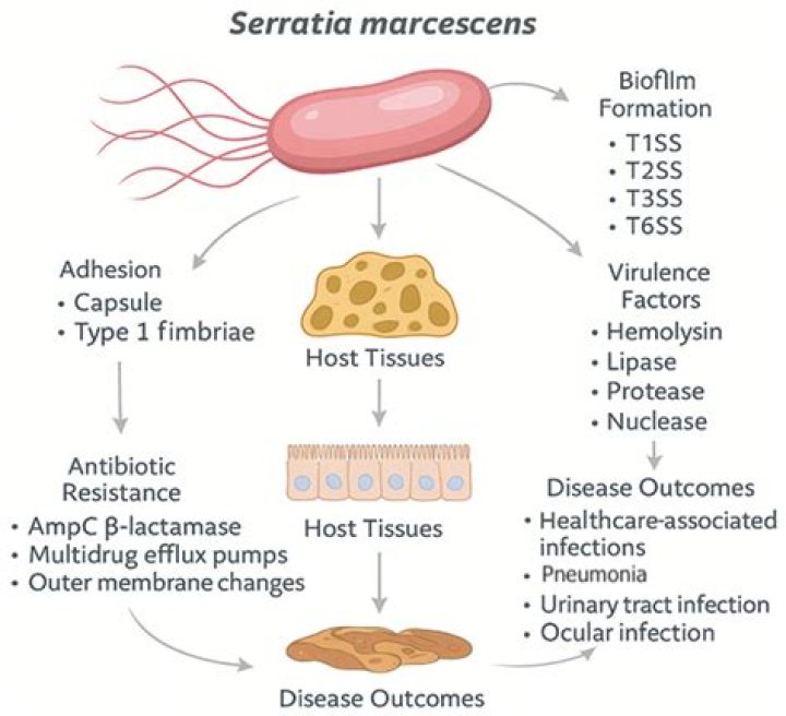What disease is caused by Serratia?
