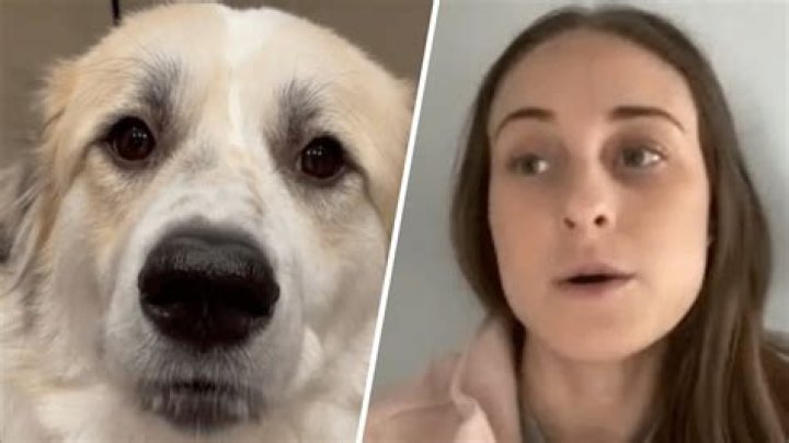 What do vets use to put dogs down?