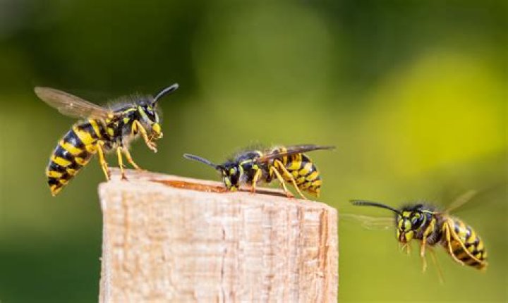 What do yellow jackets drink?