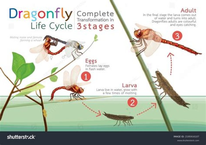 What does a dragonfly come from?