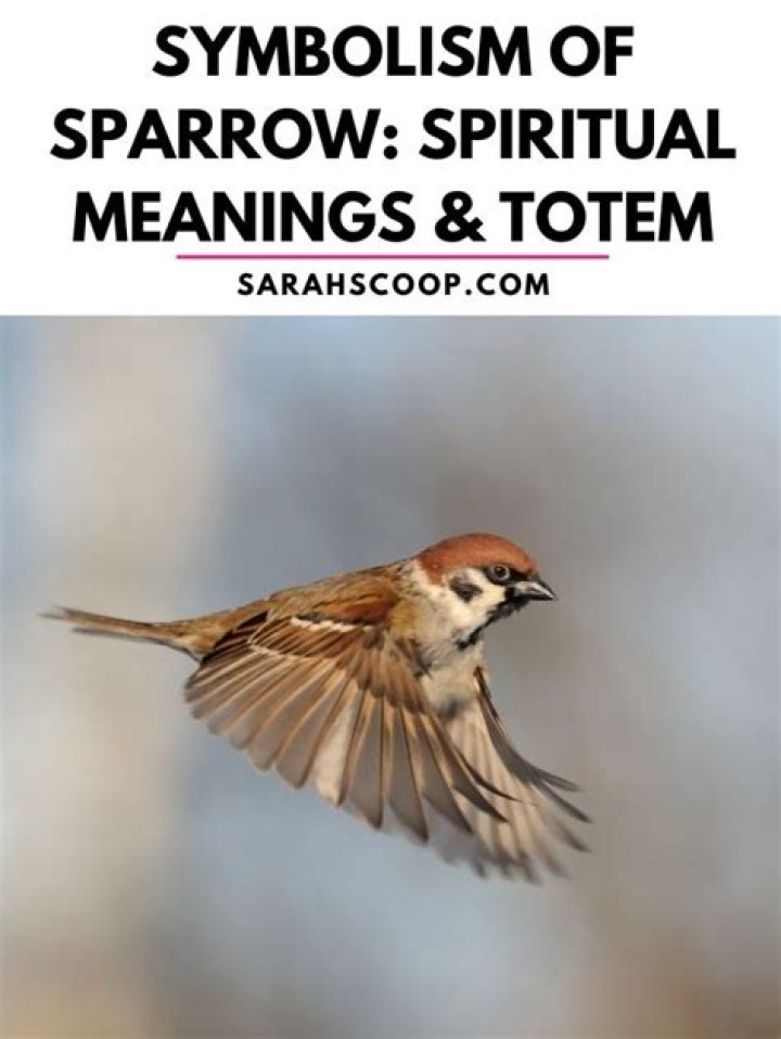 What does a sparrow mean spiritually?