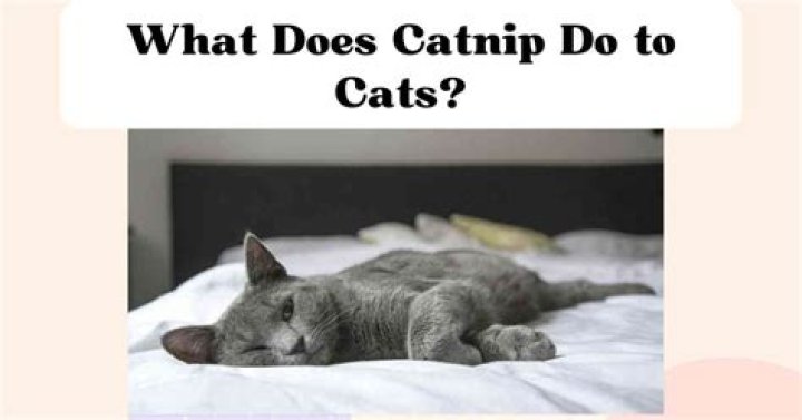 What does catnip do to the brain?