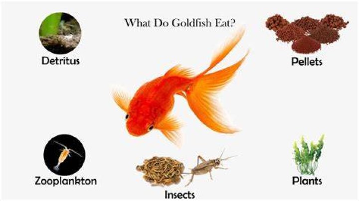 What does gold fish eat in nature?