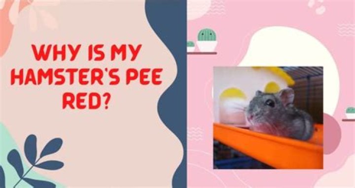 What does hamster pee look like?