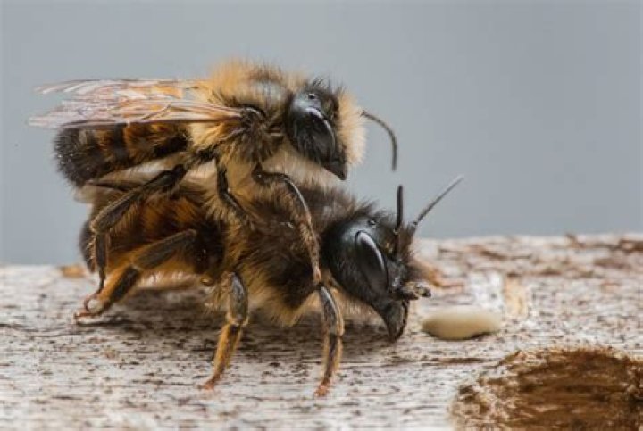 What does it mean when bees come to your house?