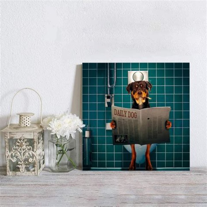 What does it mean when dog stares at wall?