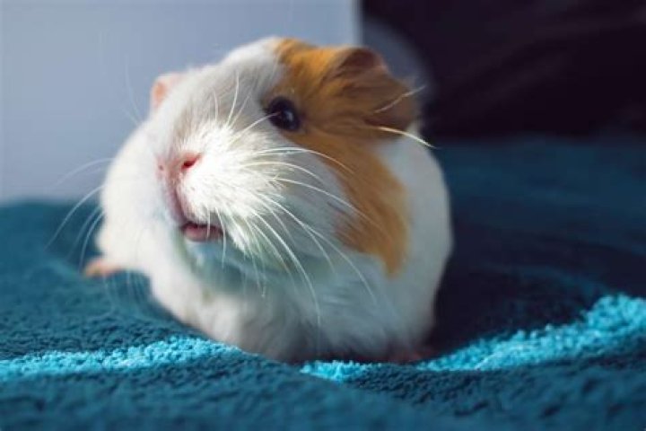 What does it mean when guinea pigs move their mouth?