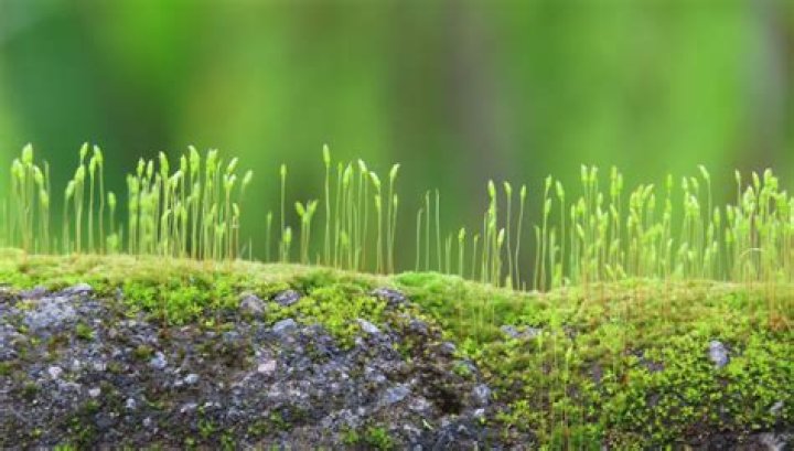 What does moss taste like?