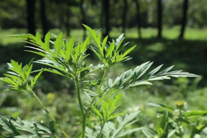 What does wormwood do to parasites?
