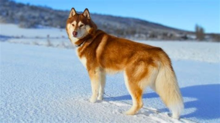 What dog breed is closest to a wolf?
