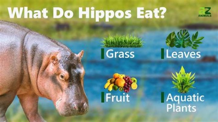 What eats a hippopotamus?