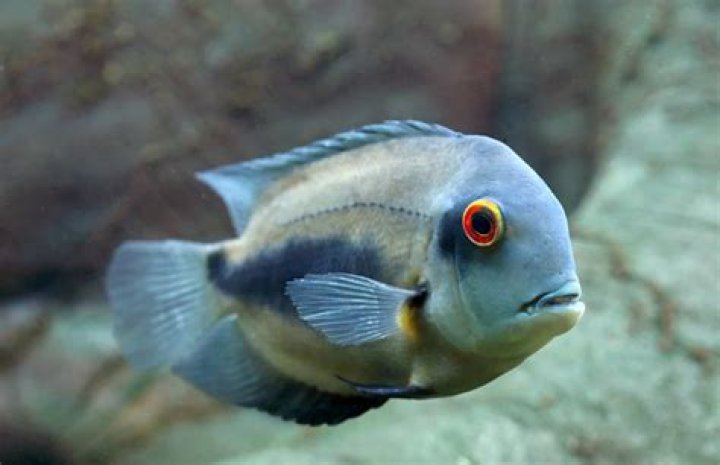 What European country has the best fish?