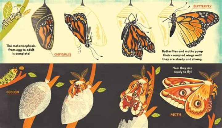 What happens if a cocoon falls off the lid?