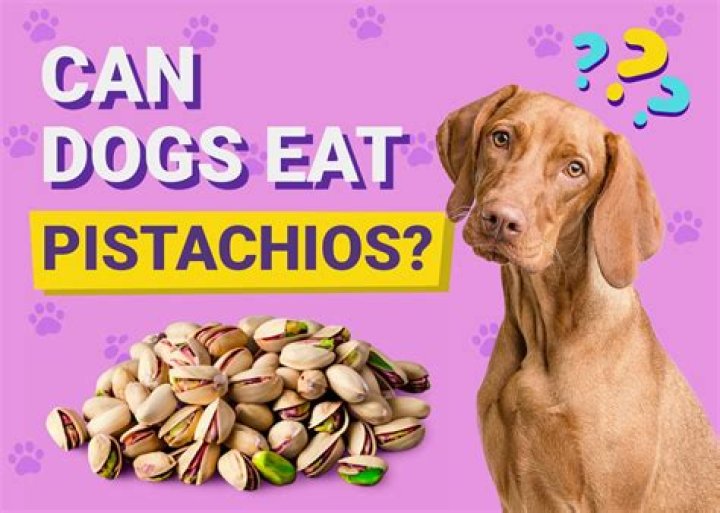 What happens if a dog eats a Lego?
