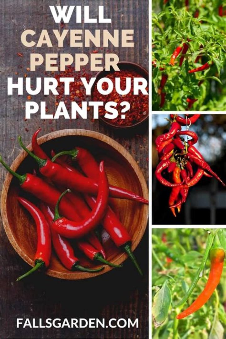What happens if a dog licks cayenne pepper?