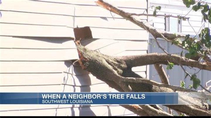 What happens if a neighbor's tree falls in your garden?