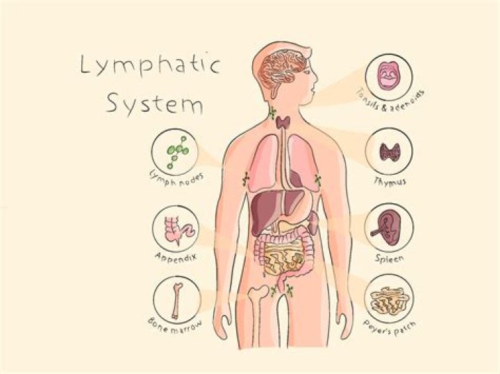 What happens if the lymphatic system is not working properly?