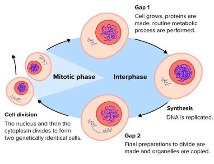 What happens in G2 of mitosis?