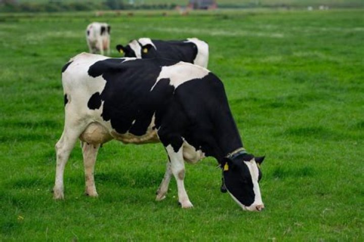 What hay can cows not eat?