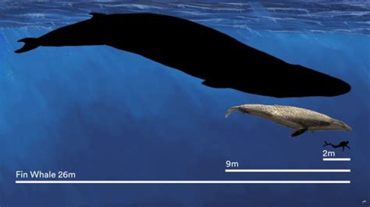 What if whales went extinct?