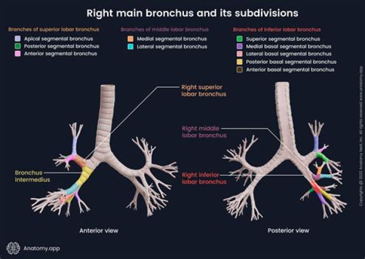 What is a bronchial flush?