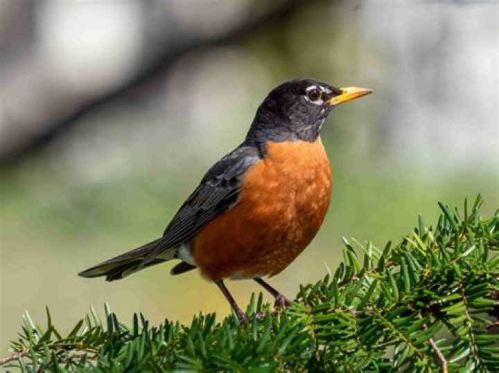 What is a flock of robins called?