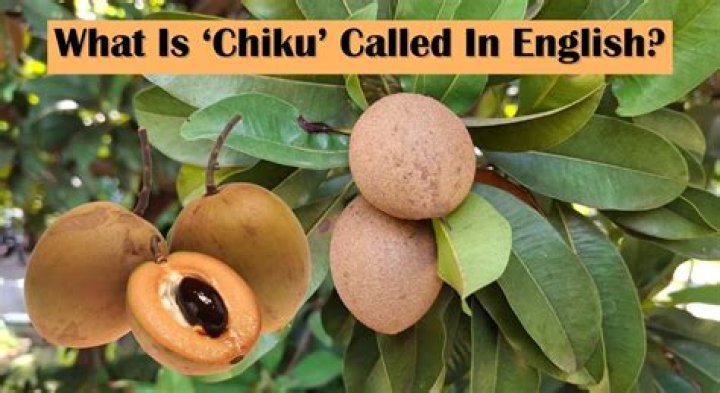 What is fruit Chiku called in English?