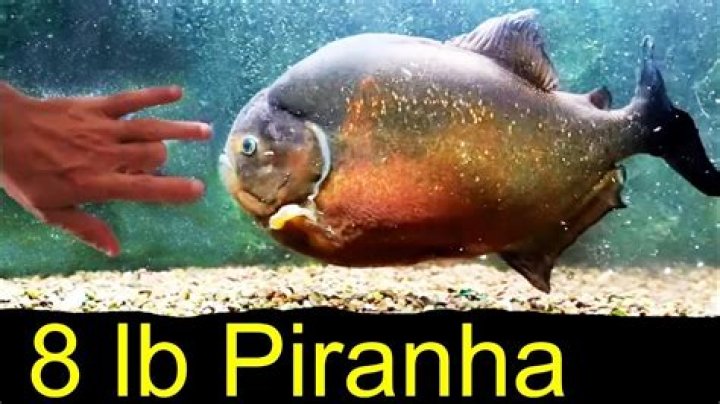 What is the biggest piranha?