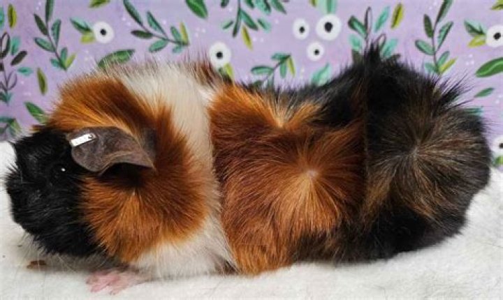 What is the cutest guinea pig breed?
