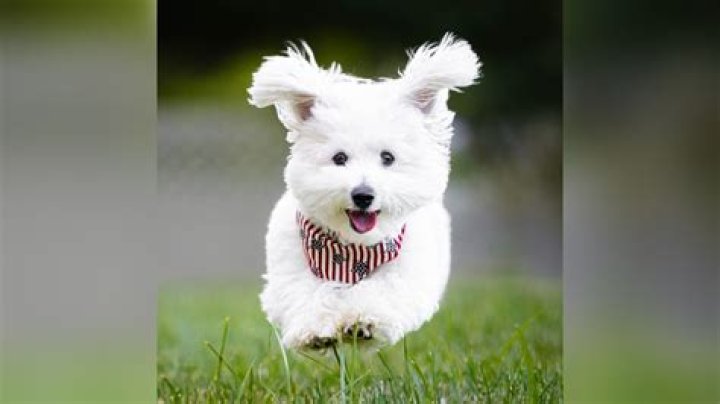 What is the easiest dog?