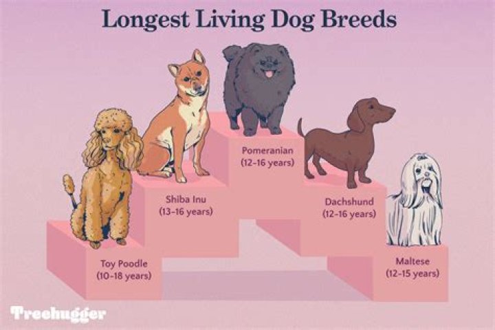 What is the longest dog name?