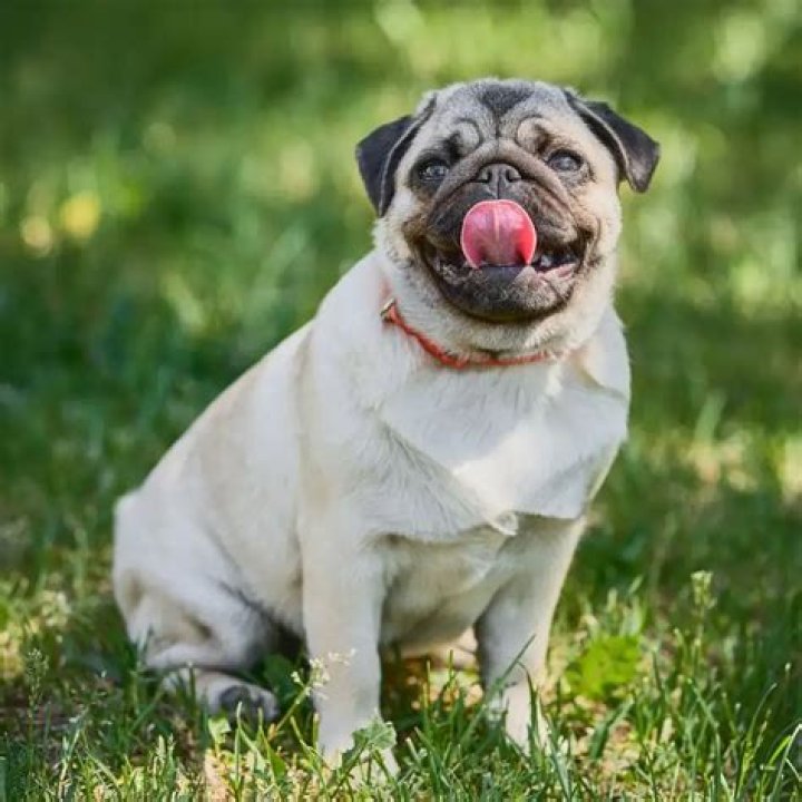 What is the most overbred dog?