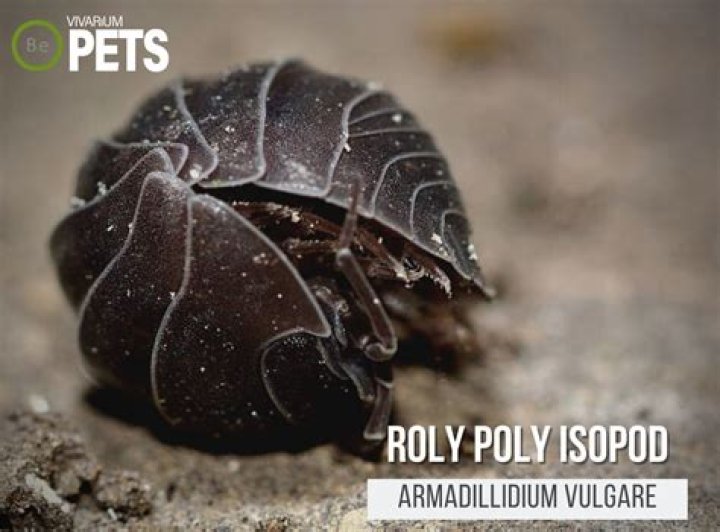 What is the name Roly short for?