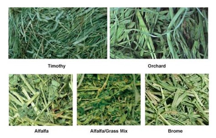 What kind of grass is timothy hay?