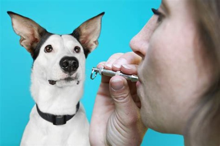 What other animals can hear a dog whistle?