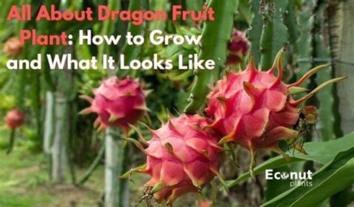 What plant looks like dragon fruit?