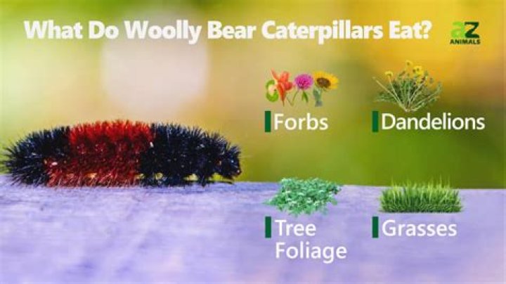 What season do woolly bear caterpillars come out?