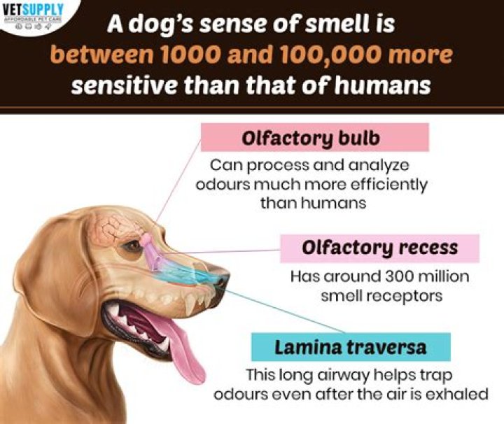 What smell dogs won't pee on?
