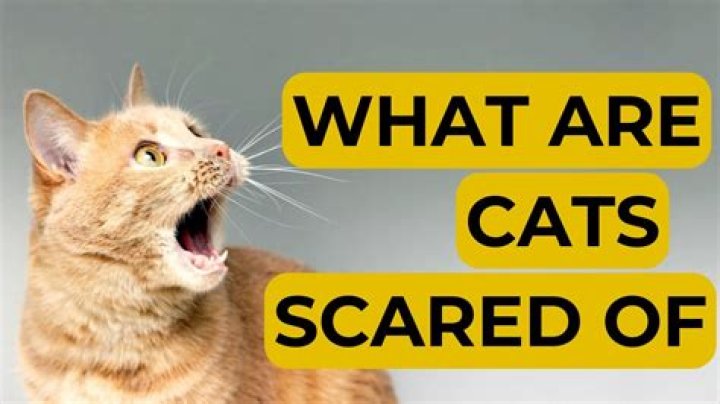 What sound are cats afraid of?