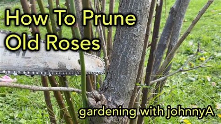 What to do with old Woody roses?