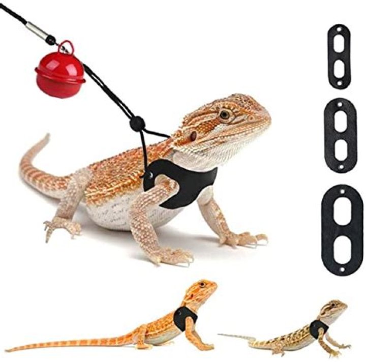What toys do bearded dragons like to play with?