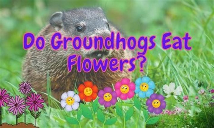 What vegetables will groundhogs not eat?